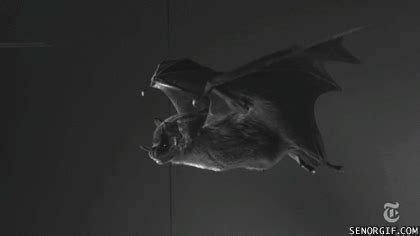 A Bat's Wings in Slow Motion | Bat flying, Bat, Fly gif