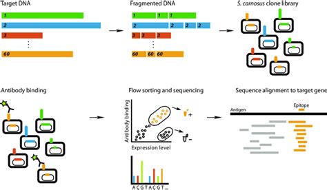 | Multiplex epitope mapping using cell-surface display of a... | Download Scientific Diagram