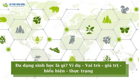 Đa dạng sinh học là gì? Ví dụ - Vai trò - giá trị - biểu hiện - thực trạng