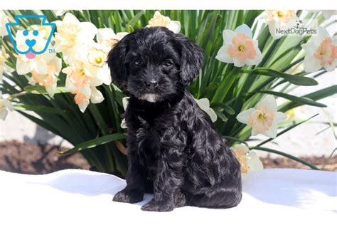 Ginger: Cockapoo puppy for sale near Lancaster, Pennsylvania. | 395f4527-e4a1