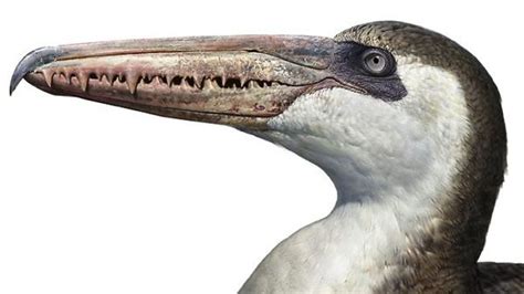 Pelagornis sandersi - Alchetron, The Free Social Encyclopedia