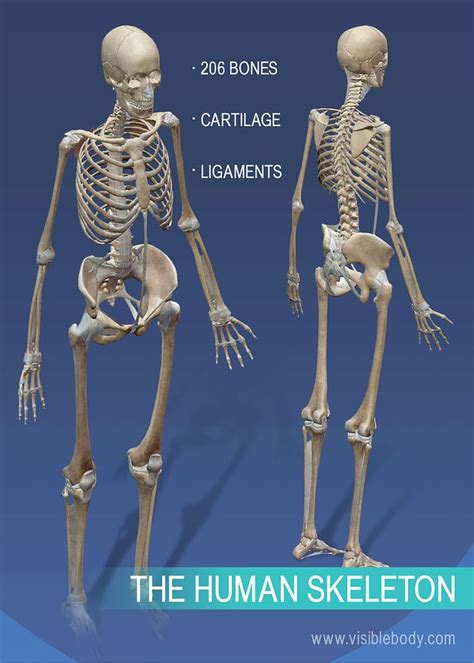 Overview of Skeleton | Learn Skeleton Anatomy