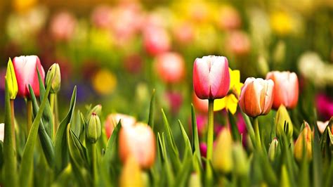 Spring Tulips Wallpapers - Top Free Spring Tulips Backgrounds - WallpaperAccess