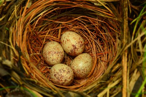 Signs of Summer 10: Eastern Towhee | Ecologist's Notebook