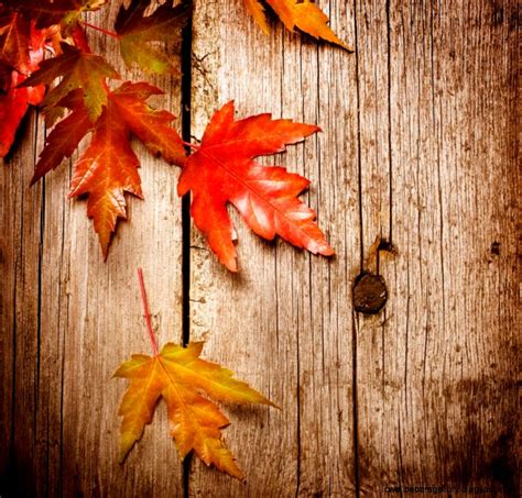 Fall Leaves Facebook Covers | Wallpapers Gallery