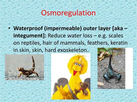 PPT - Osmoregulation PowerPoint Presentation, free download - ID:5613134