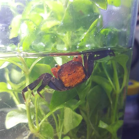 One of our four Vampire Crabs! Definitely picked him due to his smile! : Aquariums