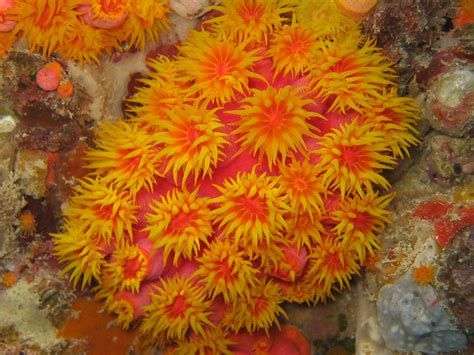 Great Barrier Reef Australia Orange Corals - 338 :: World All Details