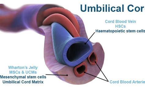 umbilical-stem-cells-whartons-jelly-msc - Check Biotech First