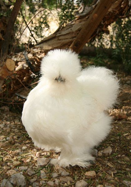 white silkie chicken | Beautiful chickens, Pet chickens, Fancy chickens