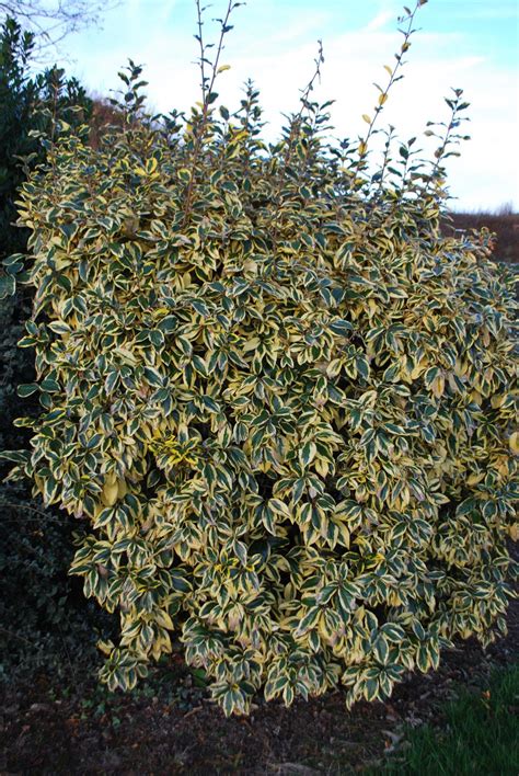 2 Feet Tall Gilt Edge Silverberry Elaeagnus x ebbingei 'Gilt Edge' Ship in 3 Gal Pot Ferns ...