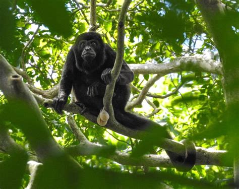 Costa Rica Wildlife Tours