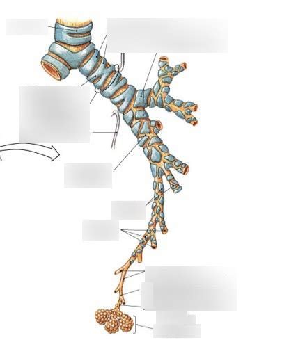 trachea Diagram | Quizlet