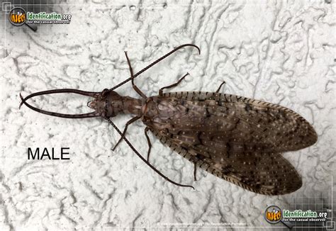 Dobsonfly