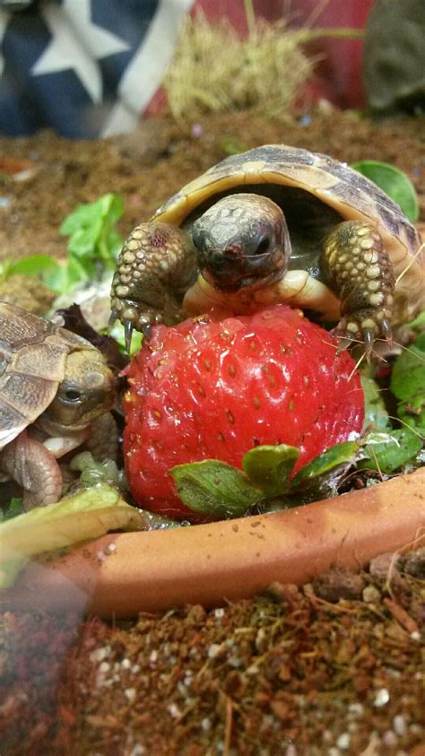 Pin by Kelli Maryé on Turtles and Tortoises | Turtle, Tortoises, Food