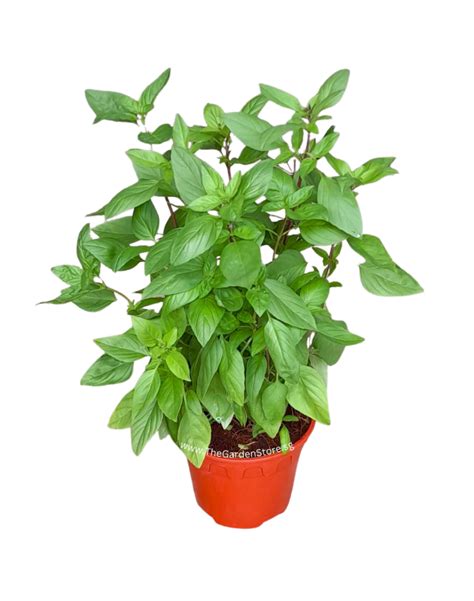 Thai Basil 九层塔 Potted Herbs Potted Plant