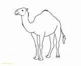 27  Inspired Picture Of Camel Coloring Page Entitlementtrapcom sketch template