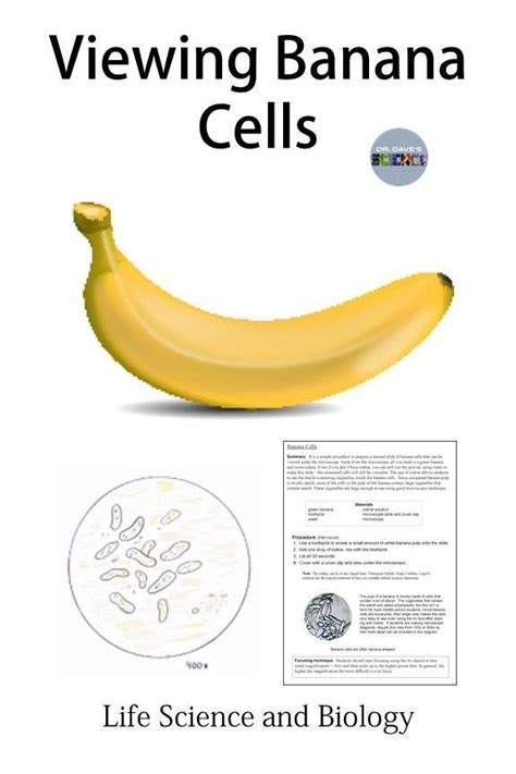 Banana Cells | Teacher created resources, Life science, Cell