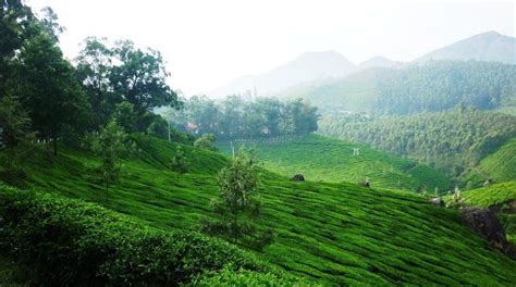 Kolukkumalai Tea Estate | Munnar - What to Expect | Timings | Tips ...