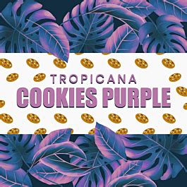 Buy Tropicana Cookies Purple Feminized by SeedSupreme | SeedSupreme