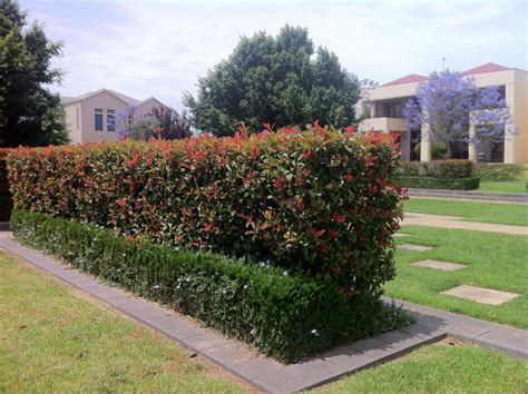 Best Tall Hedge Plants Nz at John Phelps blog