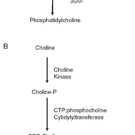 Pathways for the hepatic synthesis of phosphatidylcholine. A.... | Download Scientific Diagram