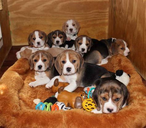 Beagle Adoption | PETSIDI