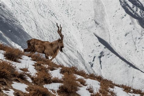 Markhor | CRITTERFACTS