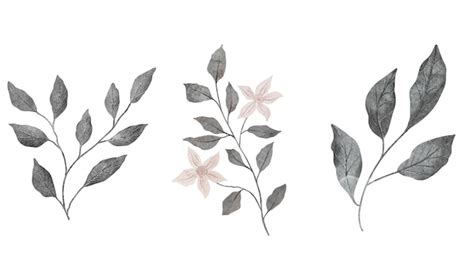 Premium Photo | Branch with gray leaves and beige flowers Hand drawn watercolor illustration ...