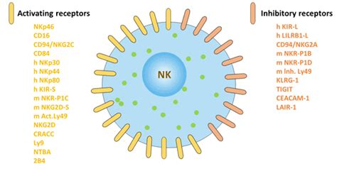 Nk Cells - Natural Killer Cells And Their Role In Immunity European Medical Journal / We did not ...