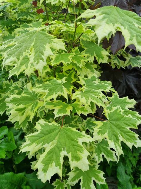 Variegated Maple Trees | Ornamental Trees For Sale Ireland | Hedging.ie