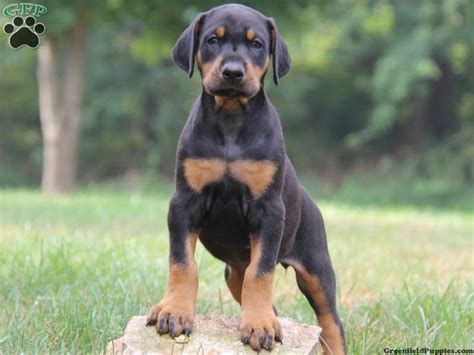 19 best Doberman/English Mastiff puppy images on Pinterest | Doberman, English mastiff puppies ...