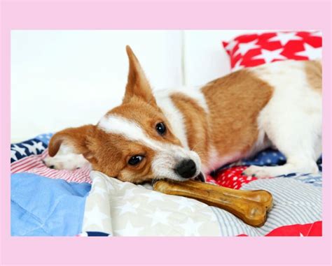 Best Treats For Corgis? Here's How I Pick Them - Corgi Planet