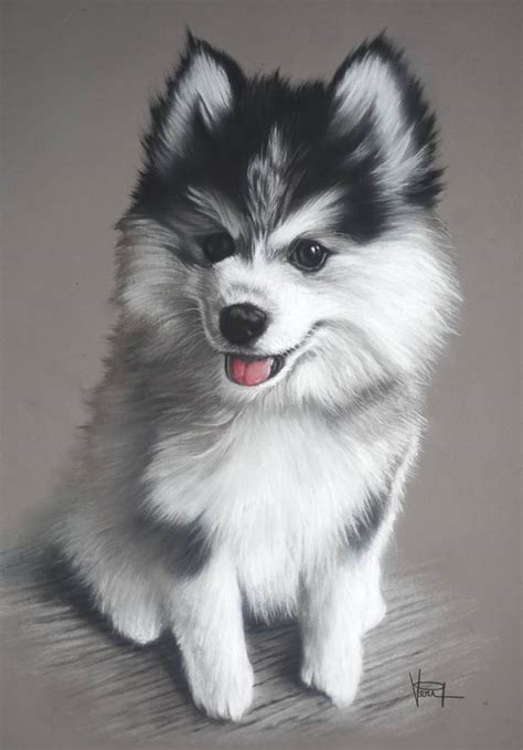 Images Of Baby Huskies