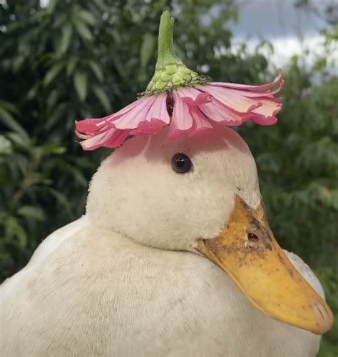 aesthetic duck with flower hat | Umorismo sugli animali domestici ...