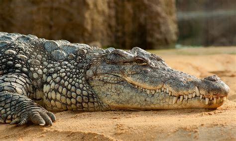 Kakadu crocodiles mostly dine out – Griffith News