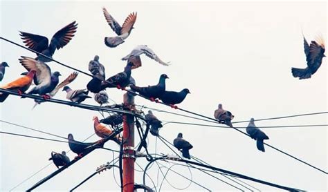 How Can Birds Sit on Power Lines? Let's Find the Answer!