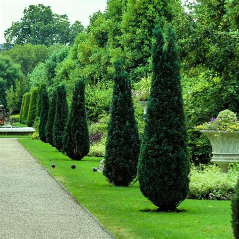 FLOWERWOOD 2.5 Qt. Green Columnar Juniper Tree (Hetzi Columnaris) with Fast-Growing Pyramidal ...