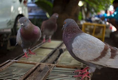 The History of Pigeon Racing: From Ancient Times to Modern Day