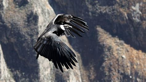 Colca Canyon Condors | Blog Machu Travel Peru