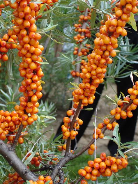 Sea Buckthorn: Superfruit from Northern Vigor Berries