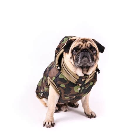 Free Photo | Cute pug in army clothes