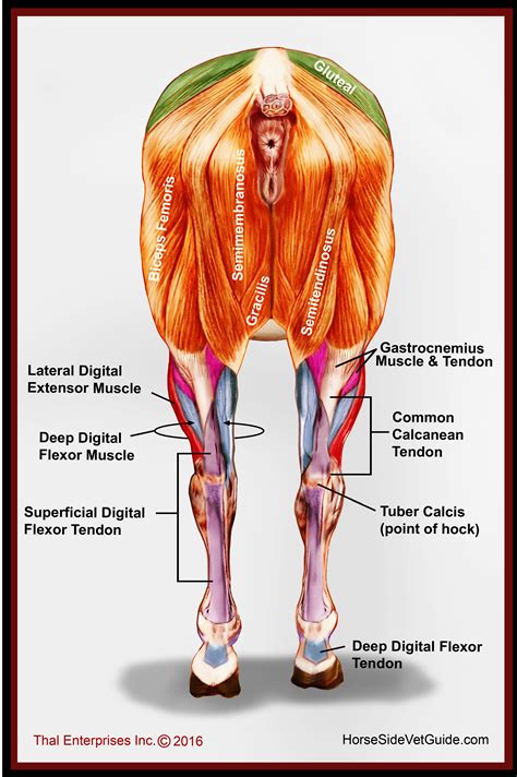 Wound or Laceration to Lower Limb Not Involving Critical Structures - Horse Side Vet Guide