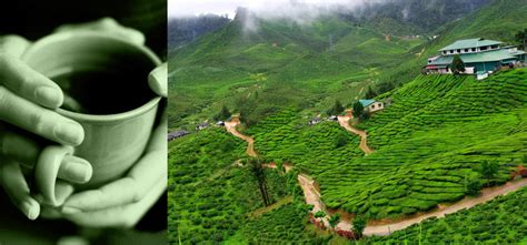 Black Tea: Ceylon Tea The Finest Black Tea in the World, Ceylon Tea of Sri Lanka – Sri Lanka ...