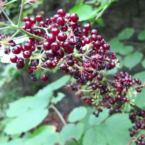 Seeds for American Spikenard | Aralia Racemosa | Amkha Seed