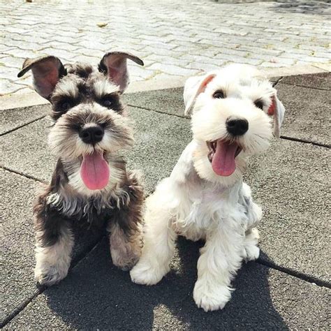 The Schnauzer Dog Breed: One Name, Three Different Breeds | The Pets ...