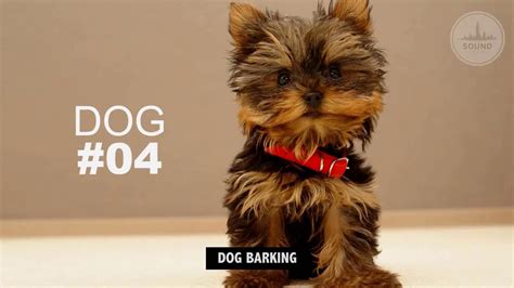 DOG BARKING Sound Effect High Quality - YouTube