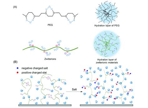 Schematic diagram of hydration shell formed by PEG and zwitterions ...
