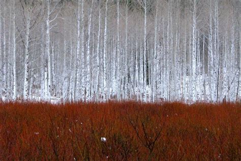 aspen trees, colorado photo | One Big Photo