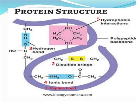 Protein Folding Mechanism